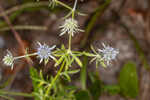 Fragrant eryngo